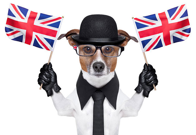 british-dog